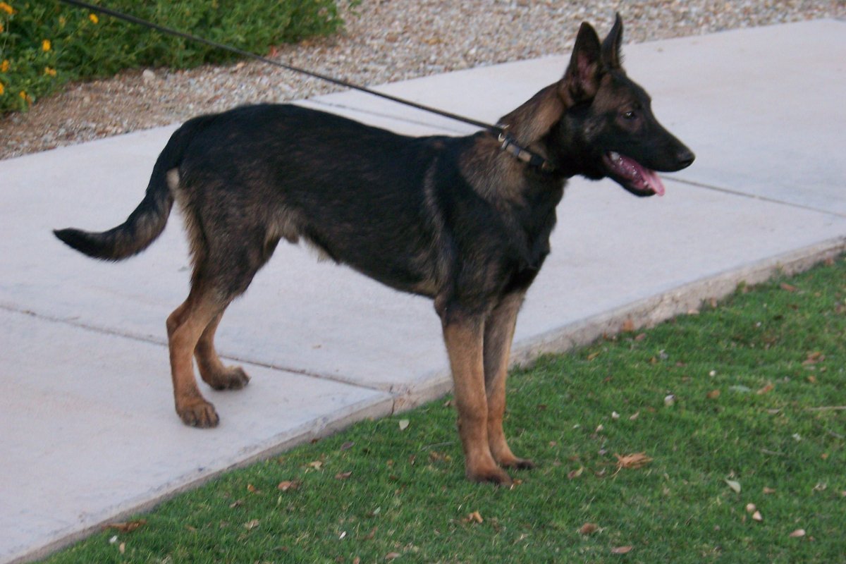 Метис бельгийской овчарки