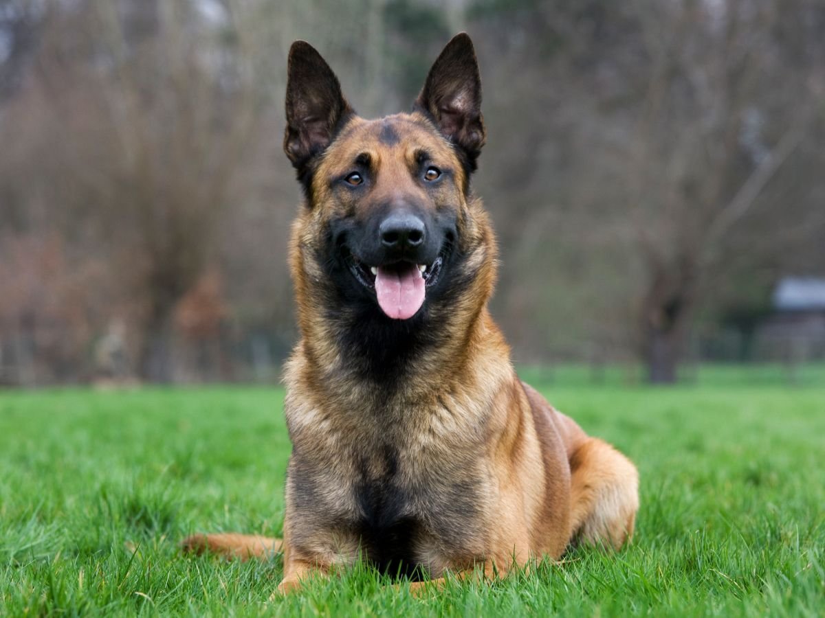 Метис Восточно европейской овчарки