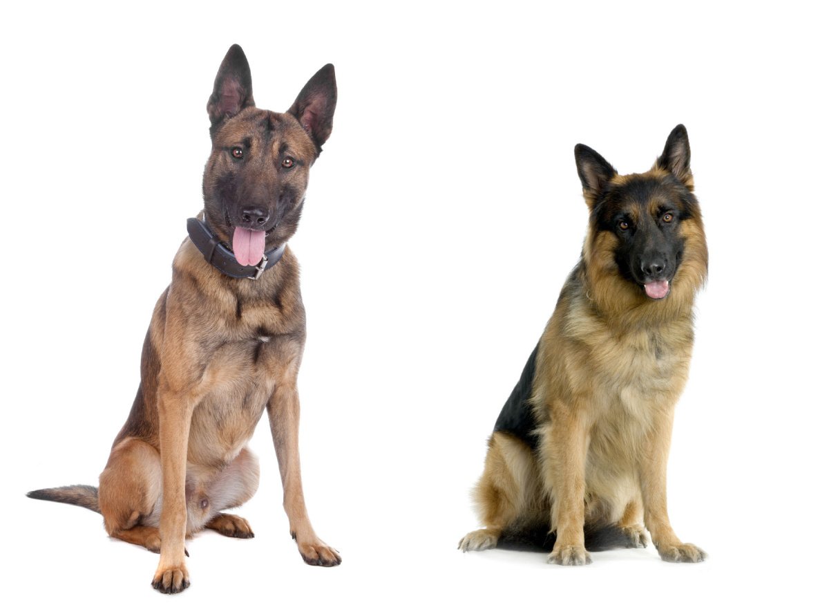 Бельгийская овчарка малинуа к9