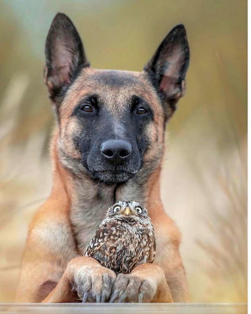 German Shepherd Belgian Malinois Mix