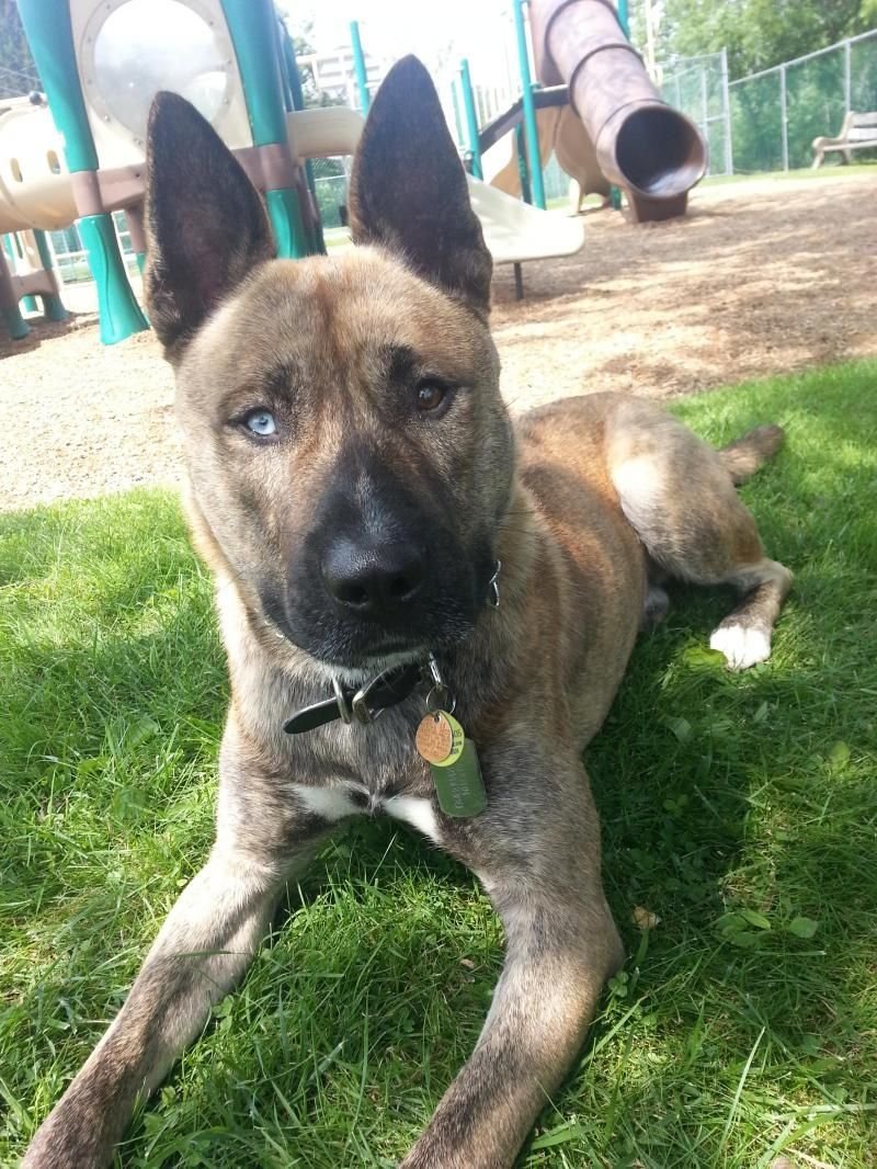 Малинуа овчарка Бельгийская овчарка