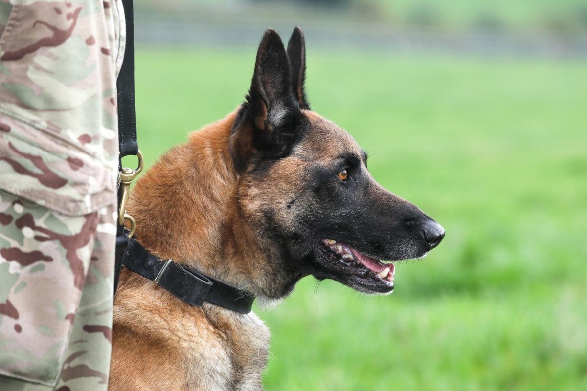 Малинуа и немецкая овчарка