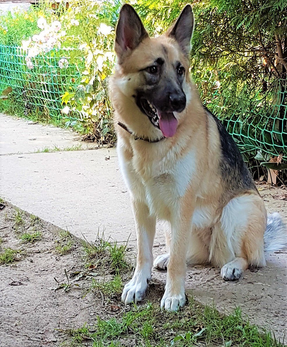 Метис овчарки и малинуа