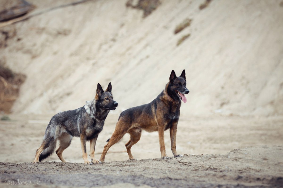 Метис малинуа