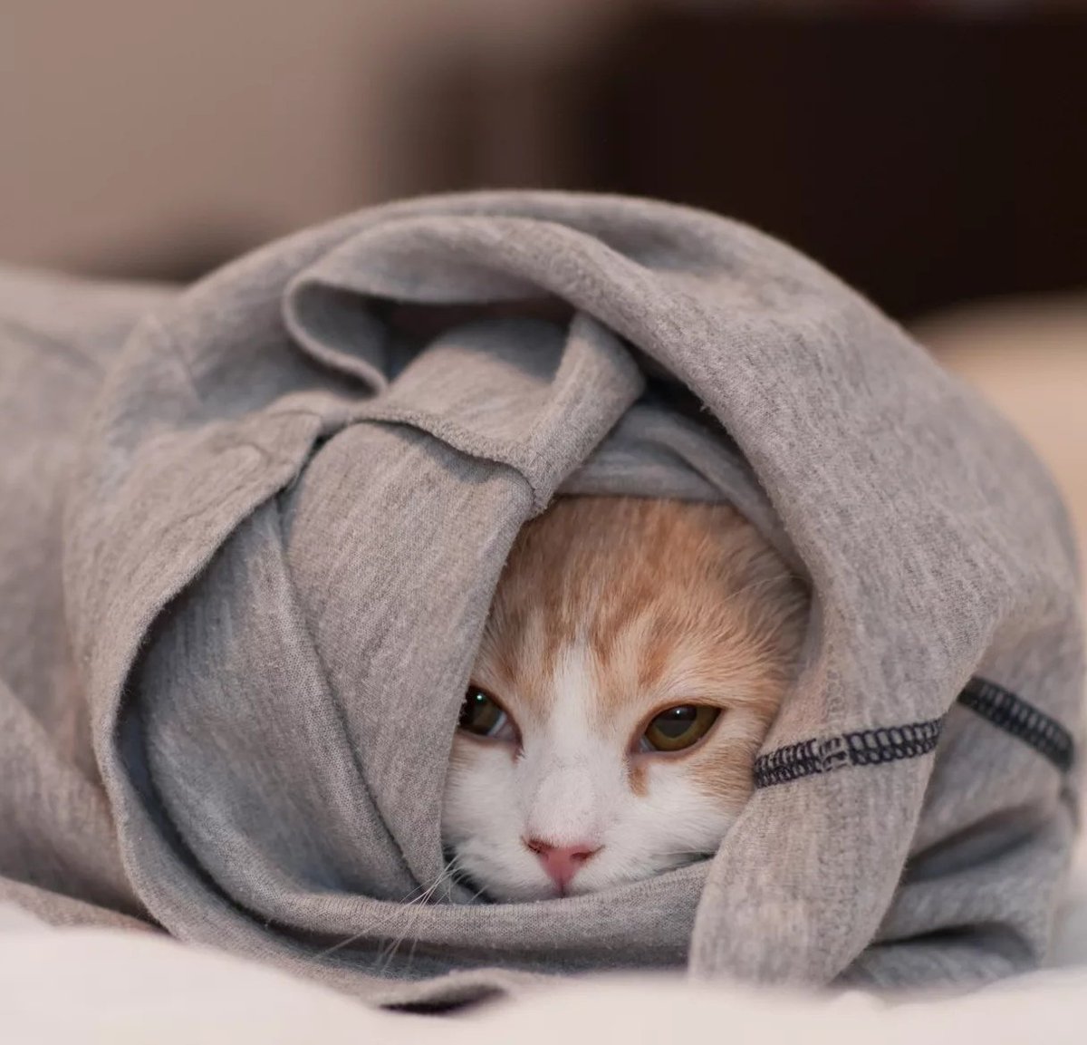 Котенок в одеяле