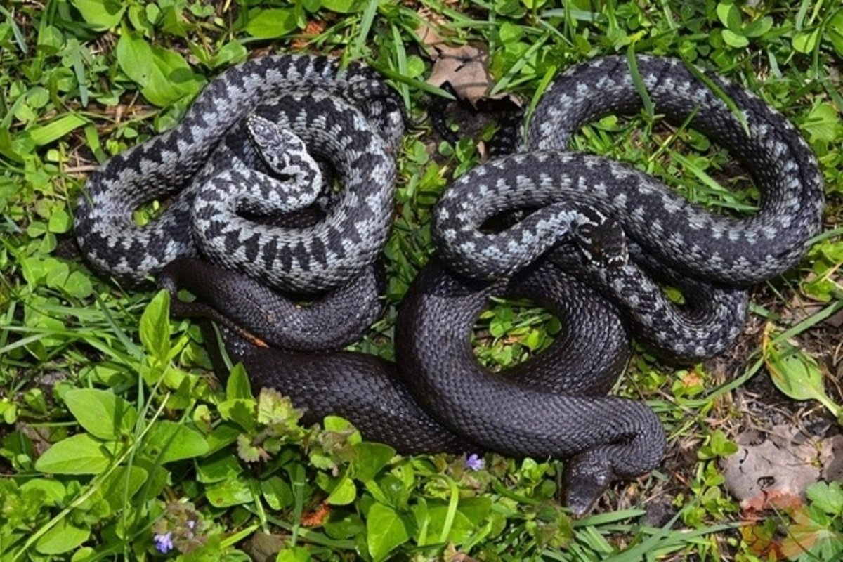 Обыкновенная гадюка черная