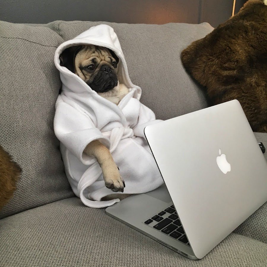 Собака с ноутбуком