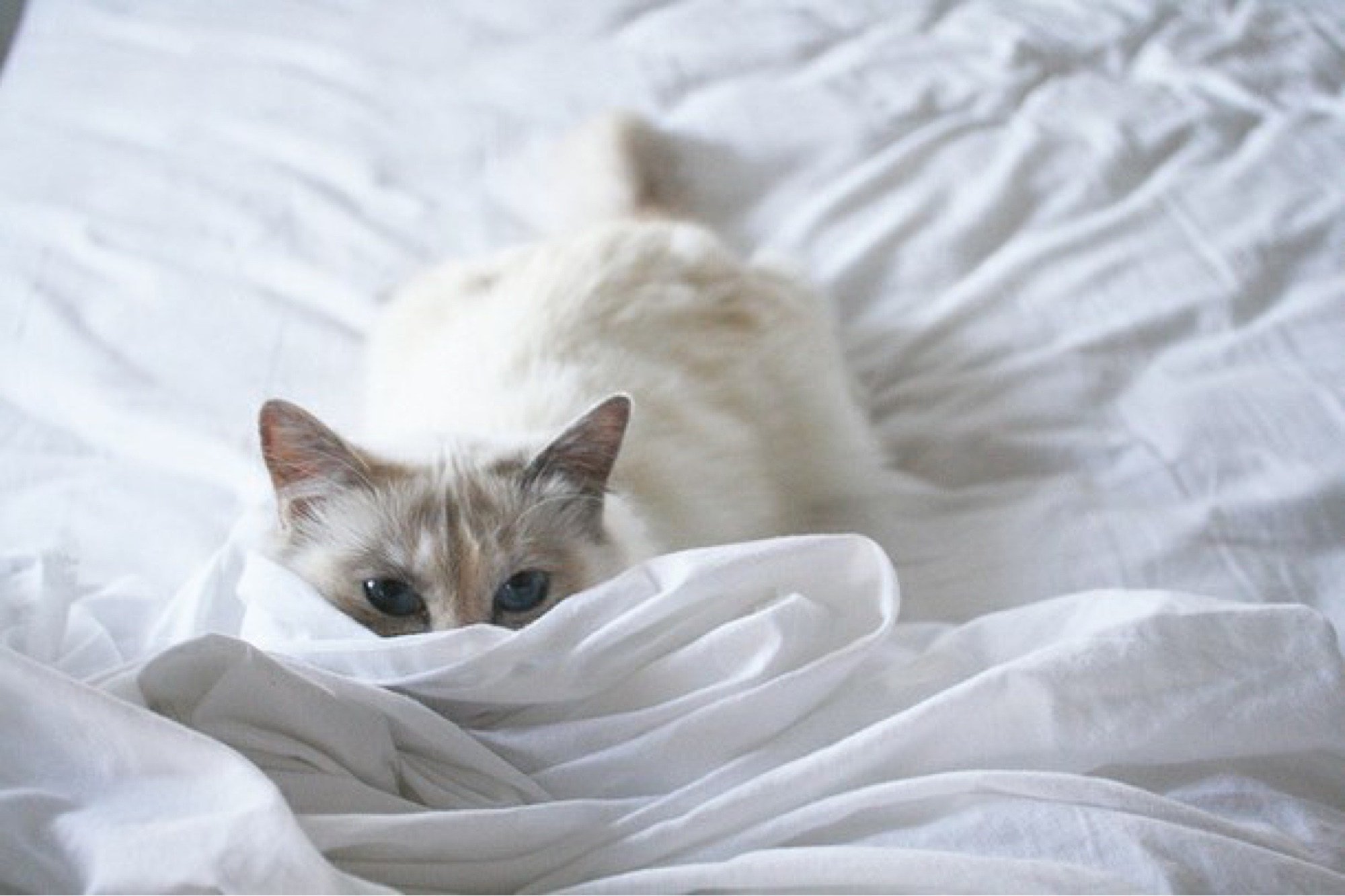 Котенок в постели