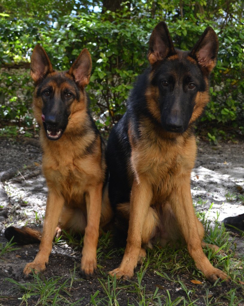 Бельгийская овчарка малинуа длинношерстная