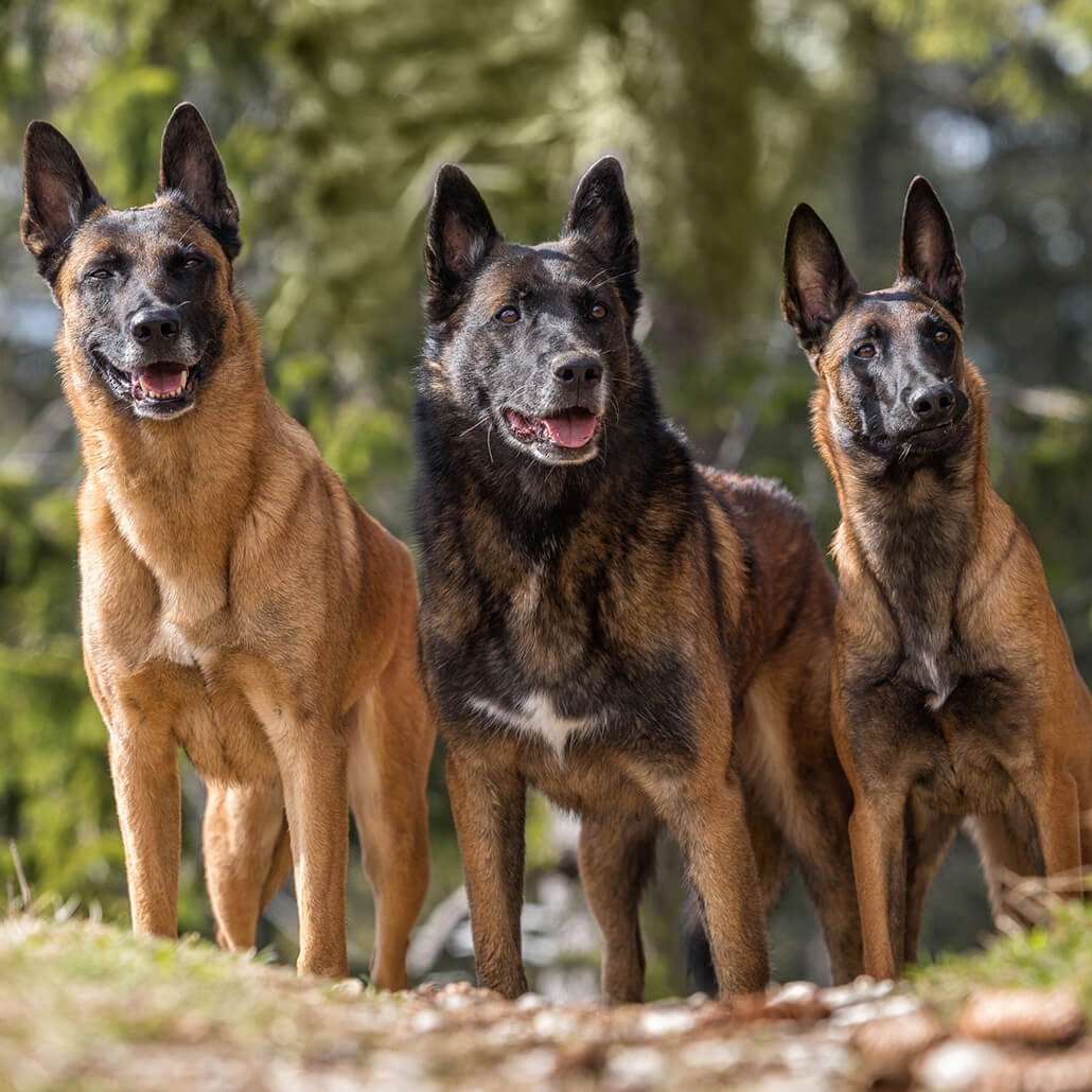 Метис малинуа и аусси