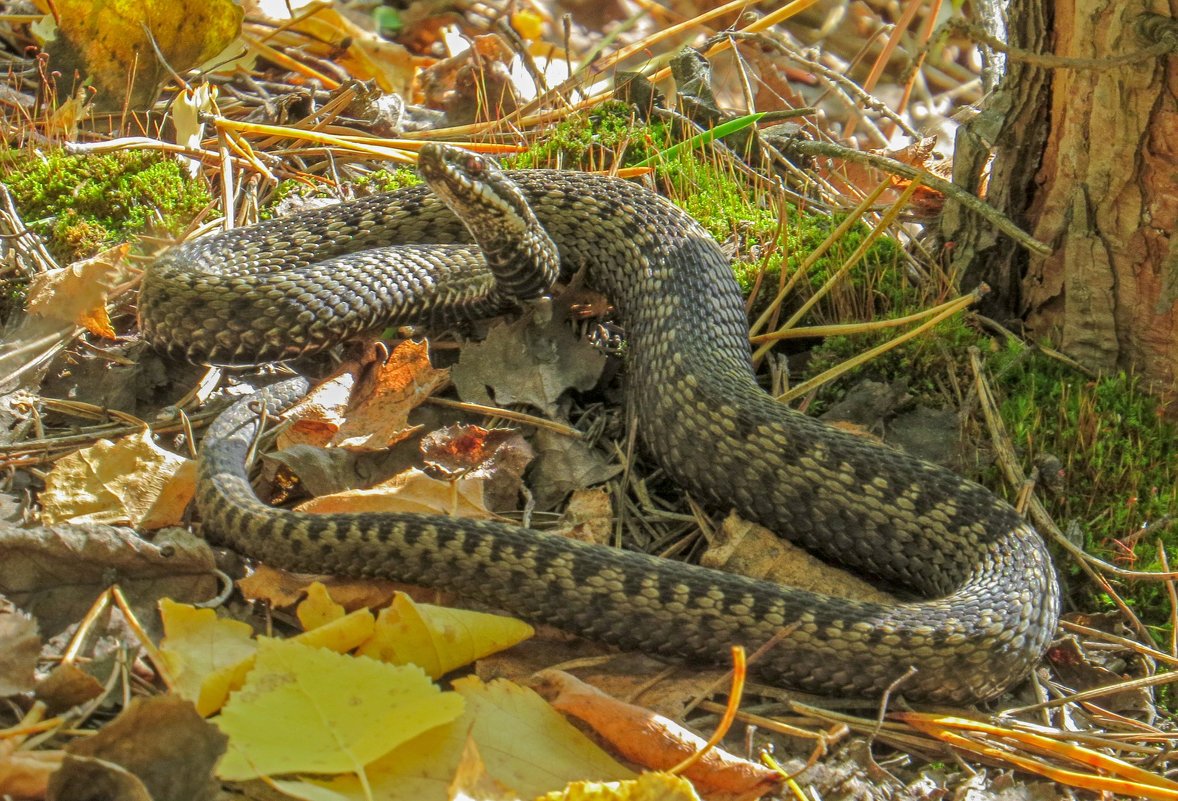 Обыкновенная гадюка (Vipera berus)