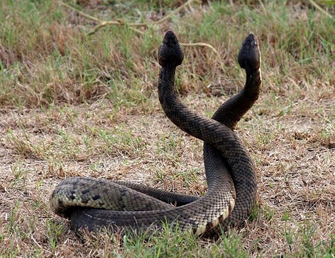 Нэшнл географик змеи убийцы