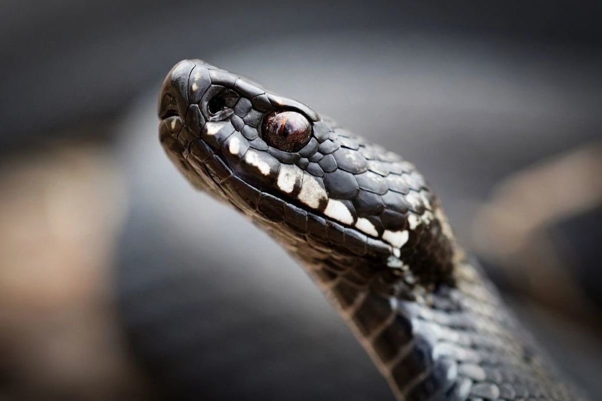 Восточная алмазная гремучая змея
