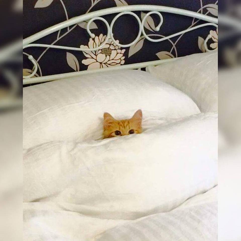 Котик в кровати