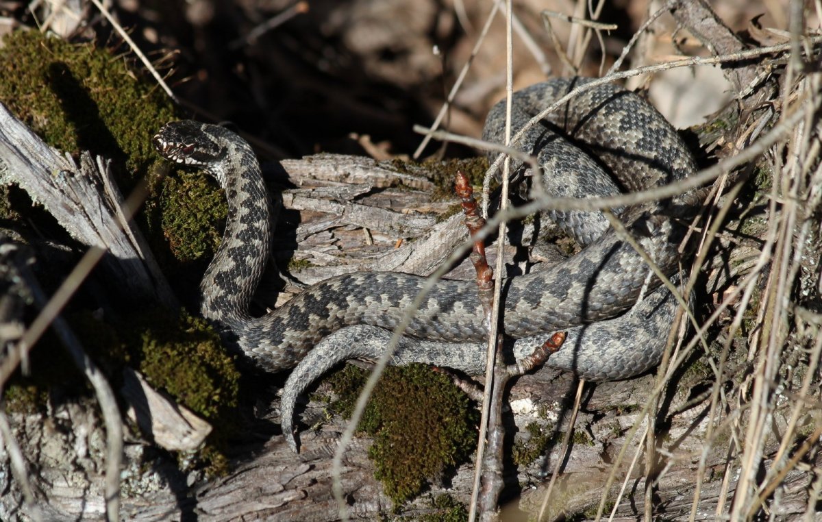 Гадюка Уральская обыкновенная