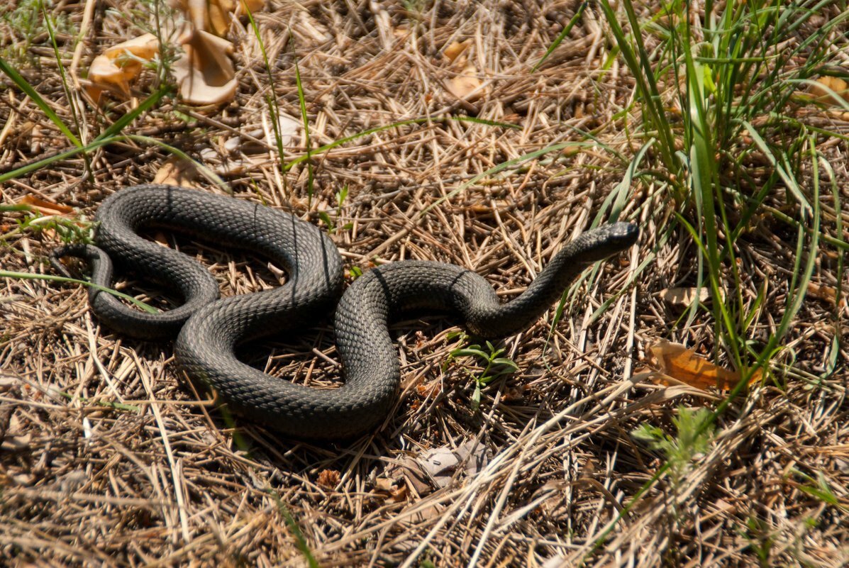 Змея Лесная