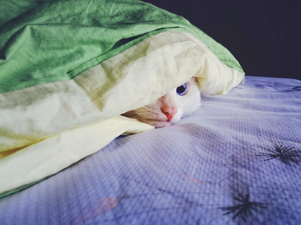 Кот из под одеяла