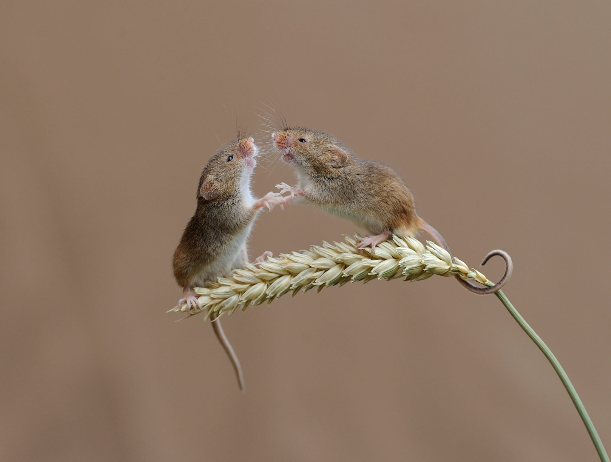 Мыши пара. Мышь Малютка полевка. Мышь полевка с мышатами. 2 Мыши полевки.