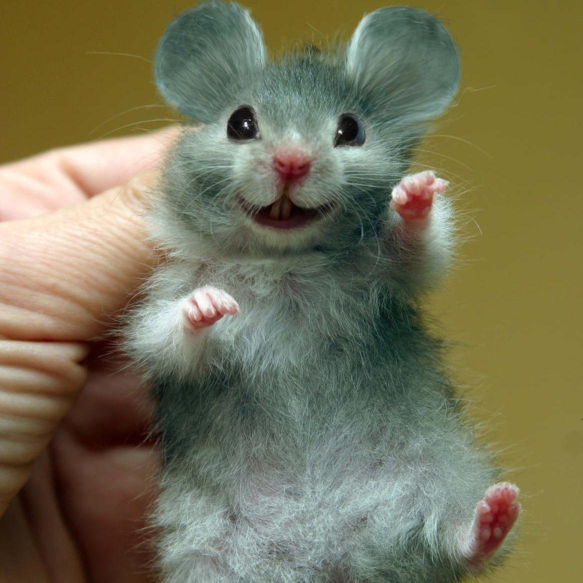 Маленькие живые мышки. Красивая мышь. Смешные мышки. Пушистая мышь. Милые мышки.