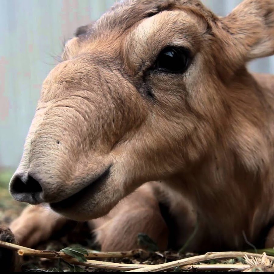 Лысая альпака