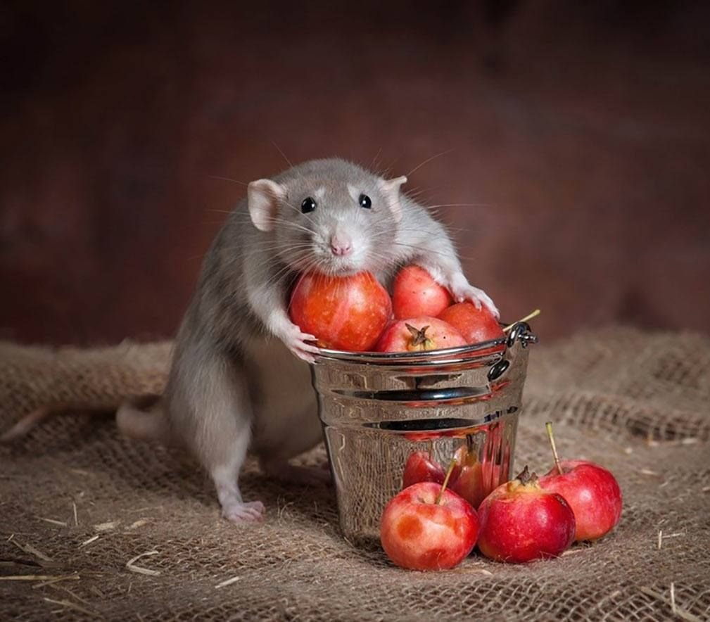 Запасливый хомяк