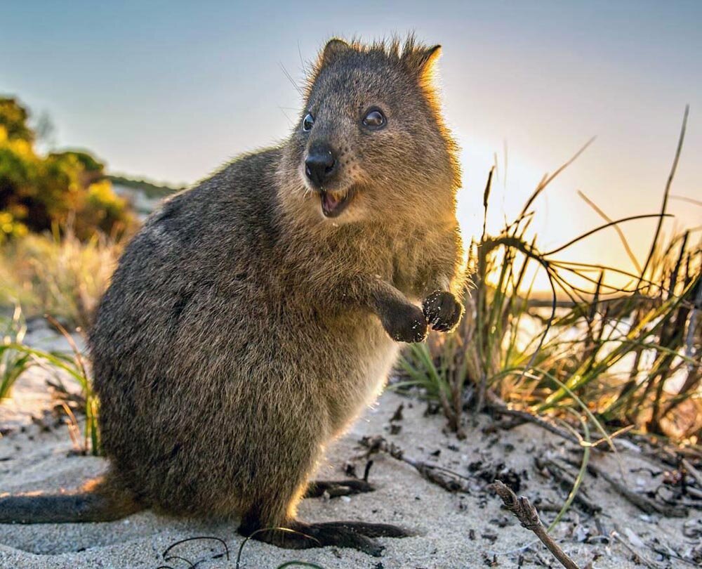 Животные Австралии Квокка