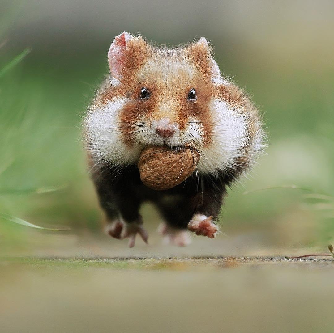 Полевой хомяк