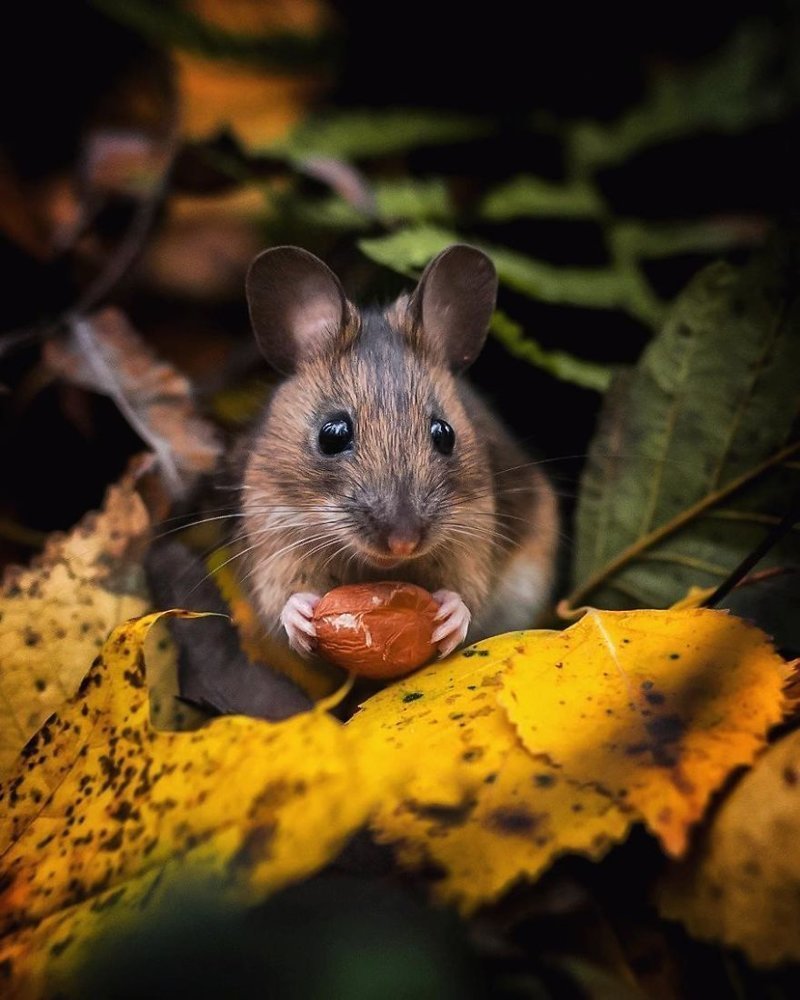 Финский фотограф Осси Сааринен