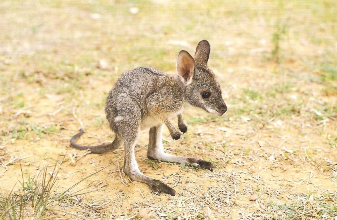 Baby Kangaroo