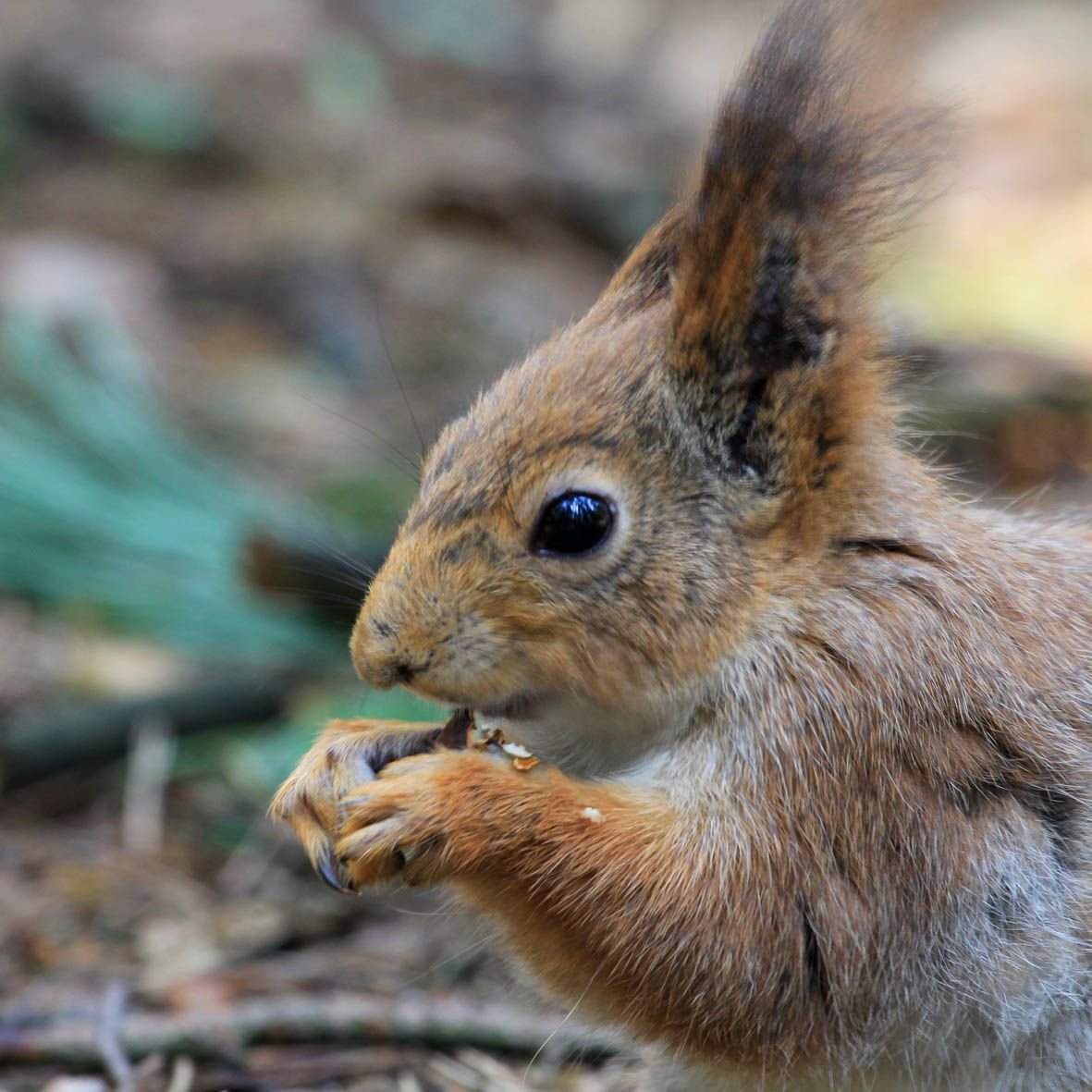 Животное Назаров