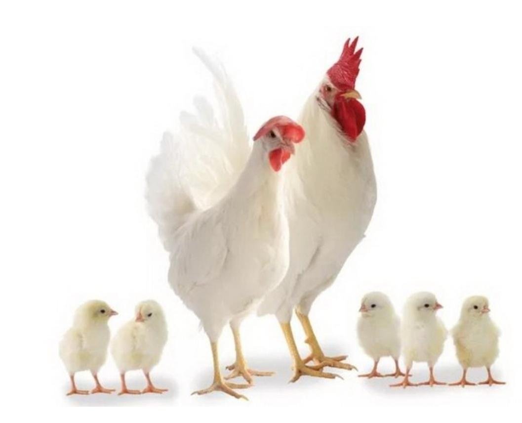 Петушки Ломан Браун