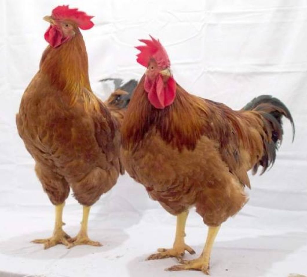 Куры Фокси Чик