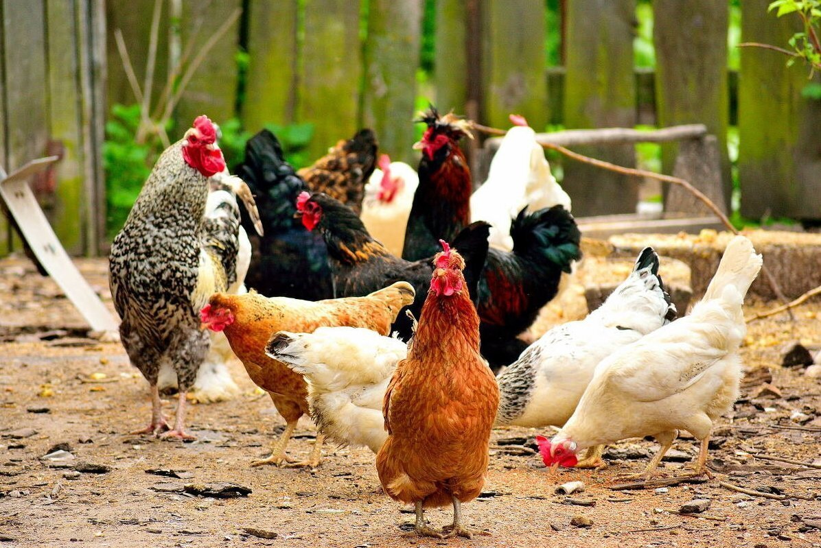 Хайсекс Браун