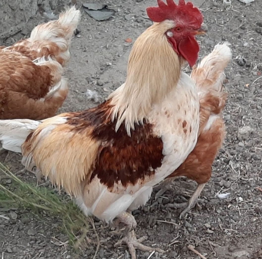 Порода петухов Ломан