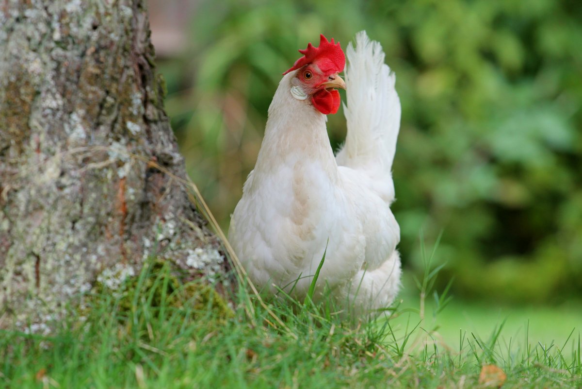 Карточки Домана курица