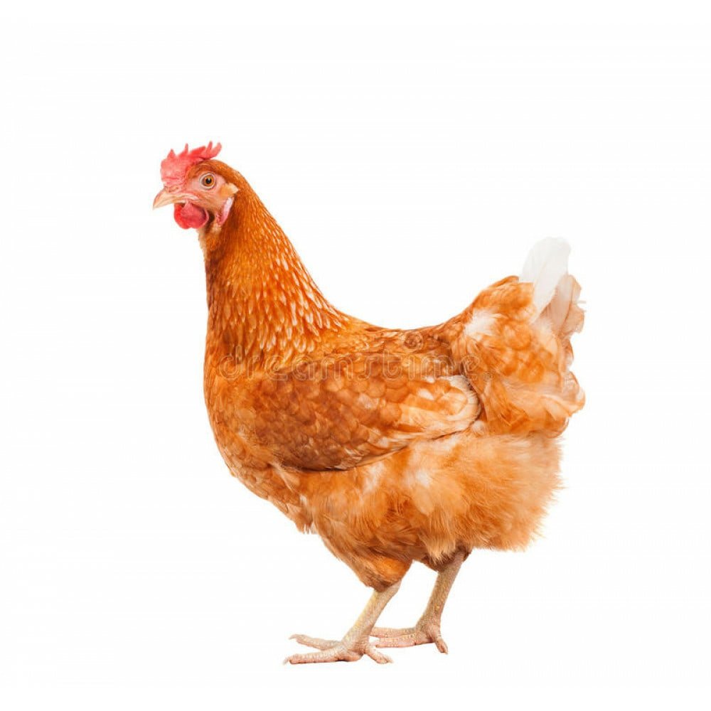 Ломан Браун на белом фоне