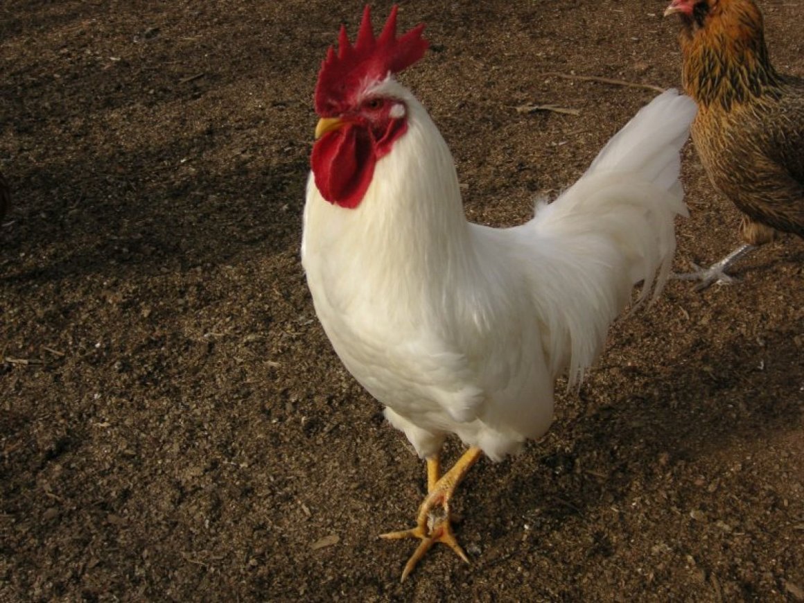 Декалб Уайт порода