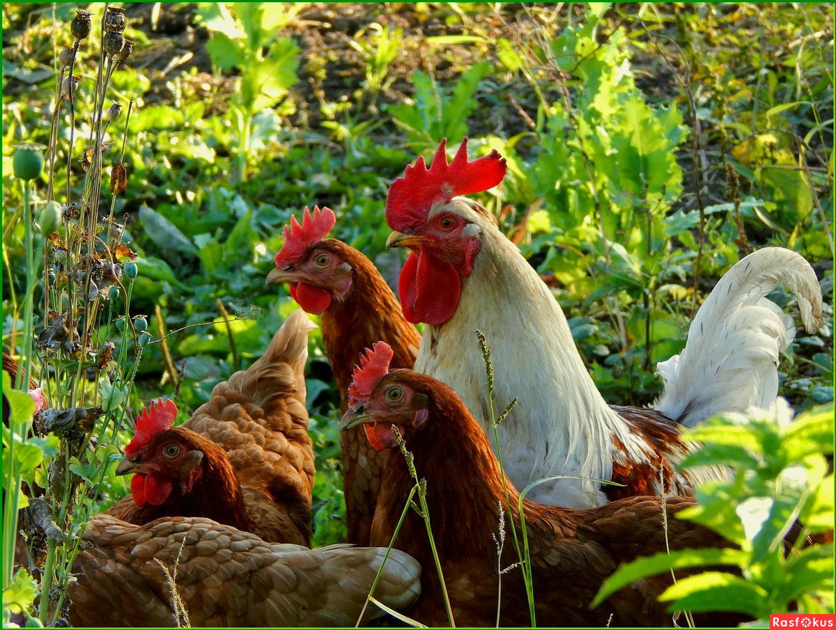 Петух Браун ник