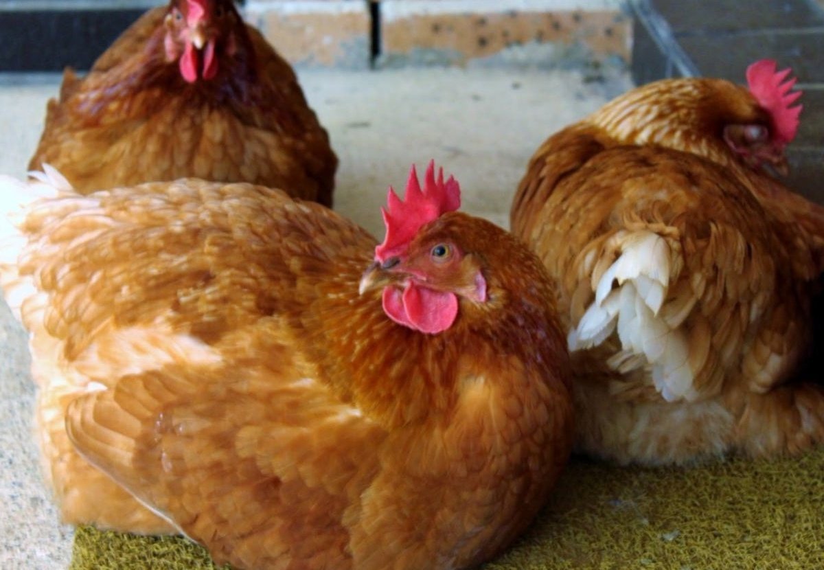 Ломан Браун на белом фоне