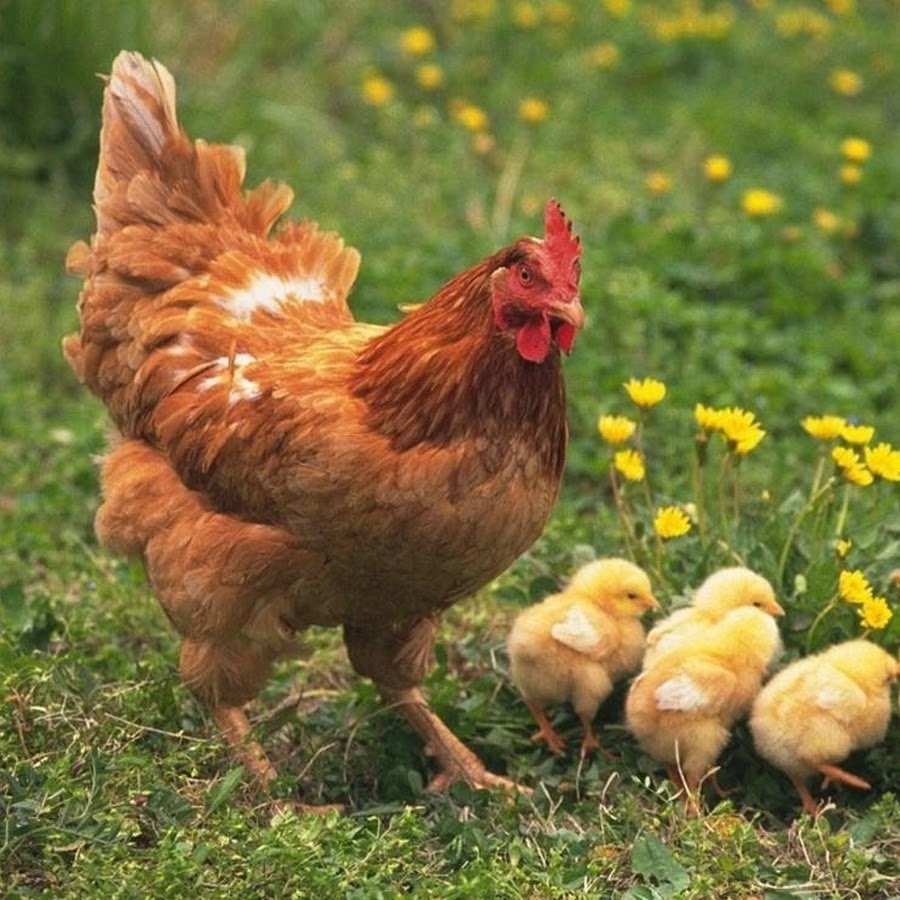 Леггорн Изабель порода