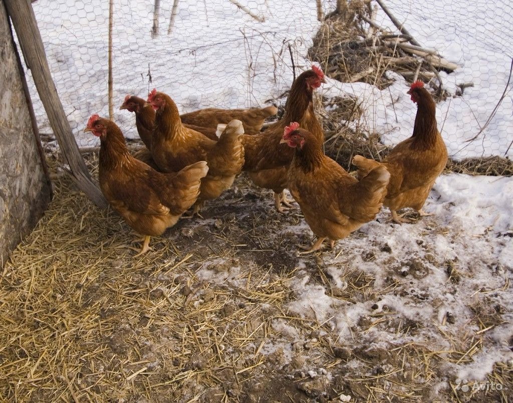 Когда куры начинают нести яйца Возраст