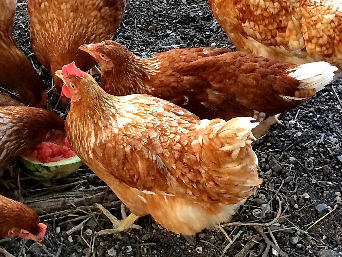 Леггорн Изабелла