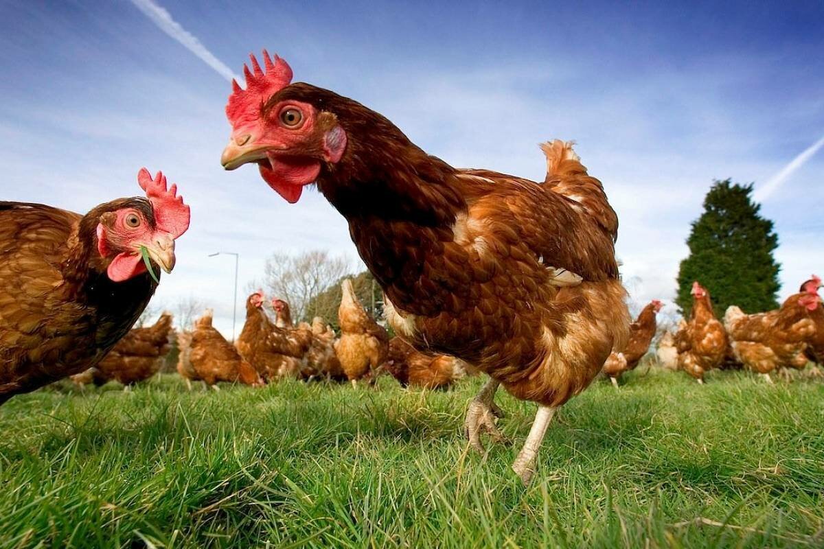 Курицы в курятнике