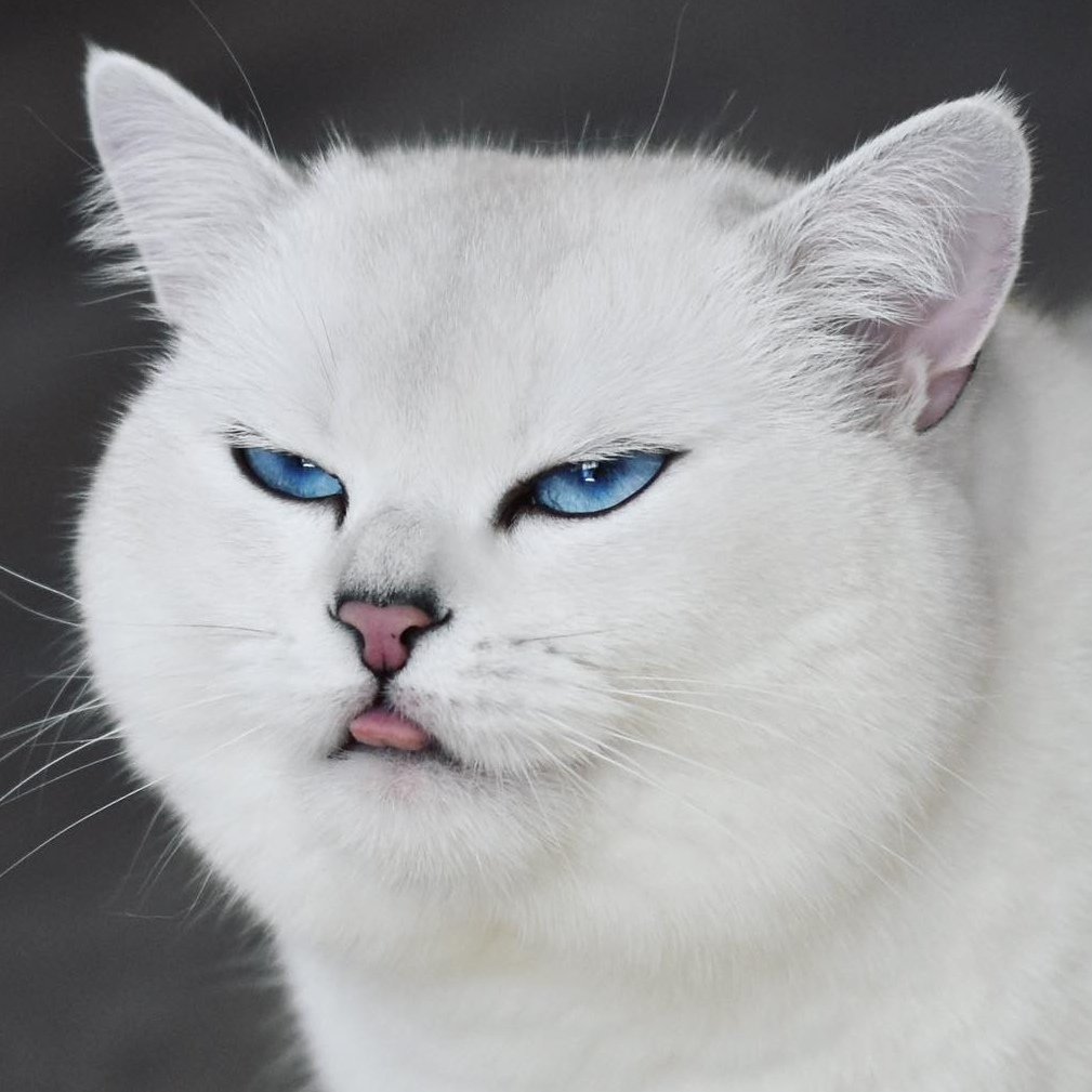 Шиншилла Пойнт Коби