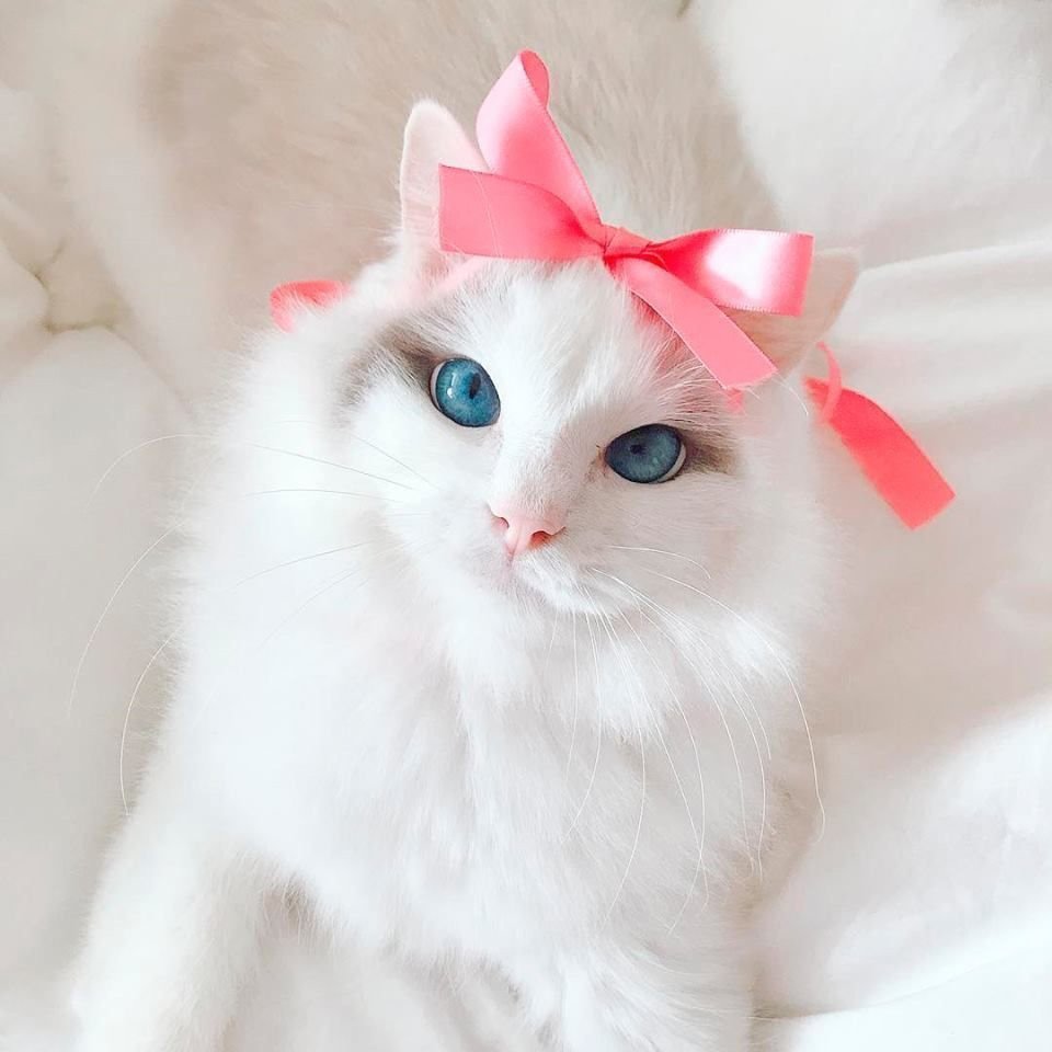Кошка с бантом