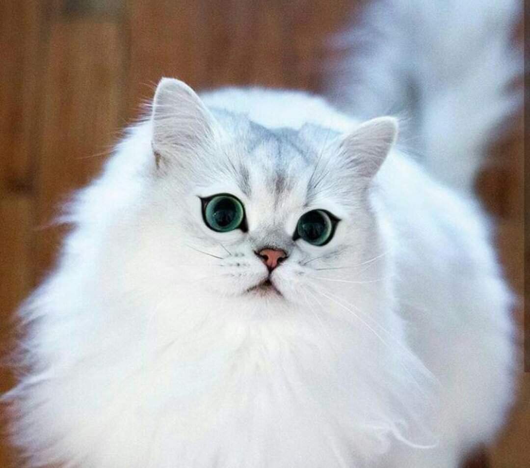 Кошка шиншилла белая длинношерстная