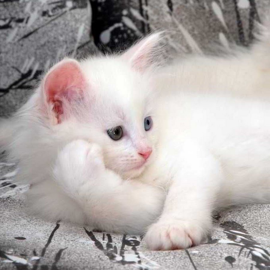 Турецкая ангора котята белые