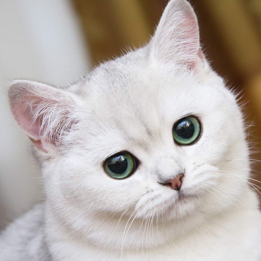 Белый котенок с зеленому лазами