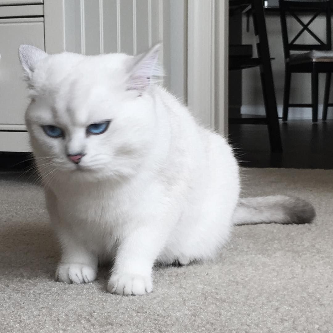 Серо белый котенок с голубыми глазами порода