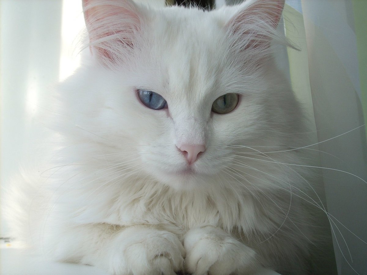 Турецкая ангора разноглазый кот